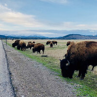 NFWF awards $22.8 million for conservation in Northern Great Plains NFWF awards $22.8 million for conservation in Northern Great Plains
