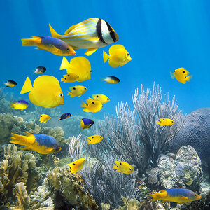 A school of colorful fish swim along a coral reef.