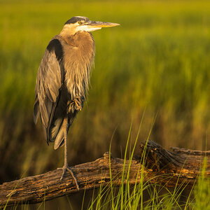 A shorebird rests on a log at sunset. A shorebird rests on a log at sunset.
