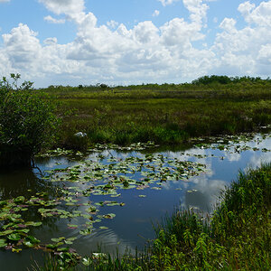 A freshwater wetland stretches to the horizon—Everglades National Park. A freshwater wetland stretches to the horizon—Everglades National Park.
