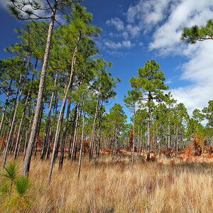 A stand of longleaf pine trees. A stand of longleaf pine trees.