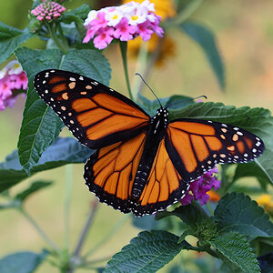 A monarch butterfly feeds on the pollen of a pink-flowered latana plant.