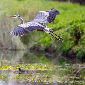 A crane fles close to the surface of a lake. A crane fles close to the surface of a lake.