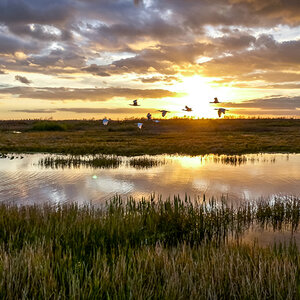 water fowl fly over a Louisiana swamp area