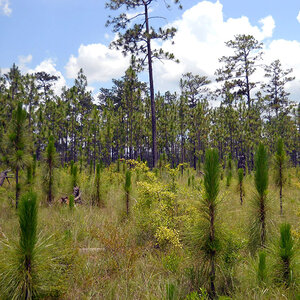 A field filled with longleaf pine seedlings.