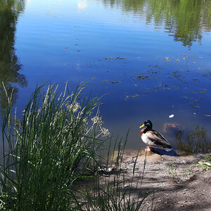 A duck sitting on a rock by a body of water.