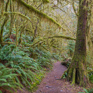 A footpath through a lush and green forest.