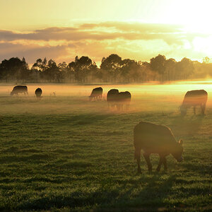 cows grazing in a sunlit meadow.