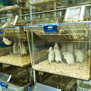 Mice in a lab.
