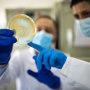 Two researchers inspecting a petri dish. Two researchers inspecting a petri dish.