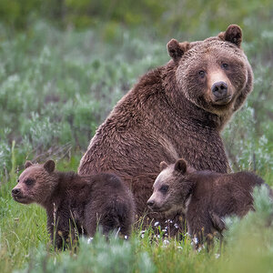 A grizzly bear and her two cubs in a meadow. A grizzly bear and her two cubs in a meadow.