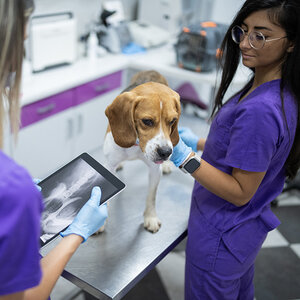 A veterinarian checking a dog. A veterinarian checking a dog.