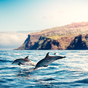 Dolphins leap out of the ocean near a rocky shoreline Dolphins leap out of the ocean near a rocky shoreline