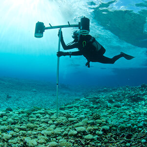 A marine biologist working in the ocean. A marine biologist working in the ocean.