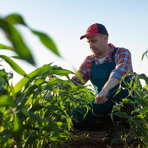 A farmer in overalls and a baseball cap crouches in a cornfield to inspect his crop.