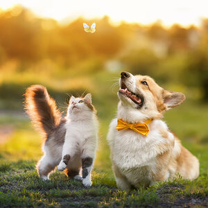 A cat (left) and dog on a yard watching a butterfly on a sunny day. A cat (left) and dog on a yard watching a butterfly on a sunny day.