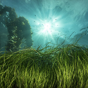 Seagrass on the ocean floor. Seagrass on the ocean floor.