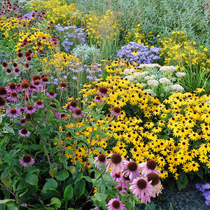 Flowers in a garden.