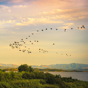 Birds flying through the sky. Birds flying through the sky.