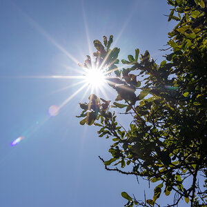 A hot sun shining through the leaves of a tree. A hot sun shining through the leaves of a tree.