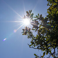 A hot sun shining through the leaves of a tree. A hot sun shining through the leaves of a tree.