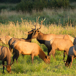 A herd of elk graze on a field of grass as a bull elk keeps watch.