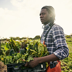 A man carrying a crate of lettuce on a farm. A man carrying a crate of lettuce on a farm.