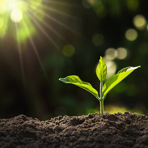 Plants growing.