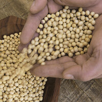 A hand with dry beans in it. A hand with dry beans in it.