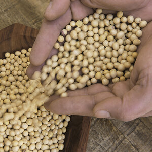 A hand with dry beans in it.