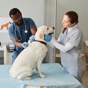 A veterinarian and nurse with a dog in an animal hospital.
