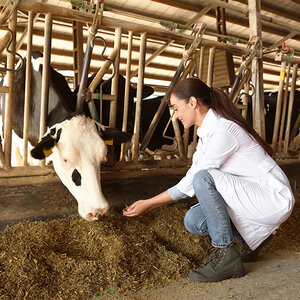A veterinarian with a cow on a farm. A veterinarian with a cow on a farm.