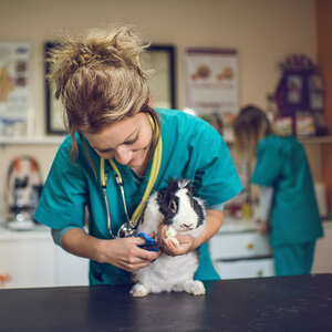 A vet clipping a rabbit's nails.