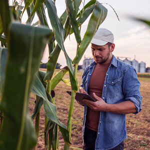 A farmer stands in a cornfield while reviewing data on a computer tablet. A farmer stands in a cornfield while reviewing data on a computer tablet.