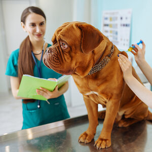 A rust-brown bulldog is given a shot by a veterinarian. A rust-brown bulldog is given a shot by a veterinarian.