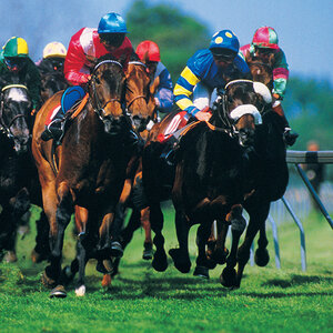 A horse race on a grass with galloping horses and jockeys wearing colorful silks.