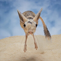 W.M. Keck Foundation awards $1 million for inflammation research