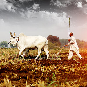 Walmart Foundation awards $3 million to aid agriculture in India