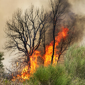 A wildfire burns through trees and brush.