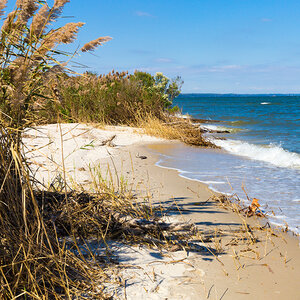 A coastal wetland with tall grasses along a beach with waves and blue skies. A coastal wetland with tall grasses along a beach with waves and blue skies.