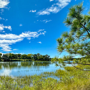 A coastal wetland with marsh grasses and a loblolly pine tree under a blue sky. A coastal wetland with marsh grasses and a loblolly pine tree under a blue sky.
