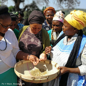 Women in Africa examine seeds in a woven tray.