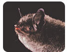 Bat Conservation International Bat Conservation International