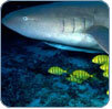 Blue Ocean Institute