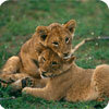 Panthera Panthera