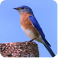 All About Birds All About Birds
