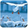 Conservation Fund Conservation Fund