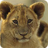 Conservation International Conservation International