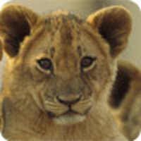 Conservation International Conservation International