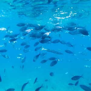 Global Fishing Watch